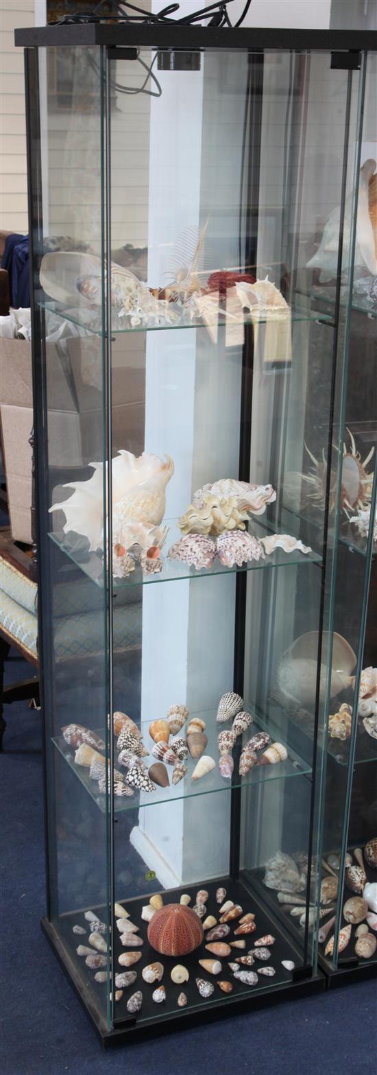 A remarkable collection of Western Pacific shells, approximately eighty eight, W.1ft 4in. H.5ft 5in.